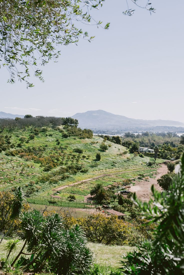  What Is Agroforestry? A Beginner’s Guide to Creative Strategies in Agriculture