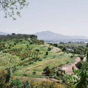 What Is Agroforestry? A Beginner’s Guide to Creative Strategies in Agriculture